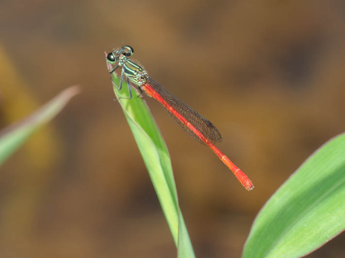 Telebasis filiola (Striped Firetail) male.jpg